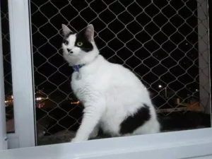Gato Branco na janela com rede de proteção Ilhéu Redes de proteção